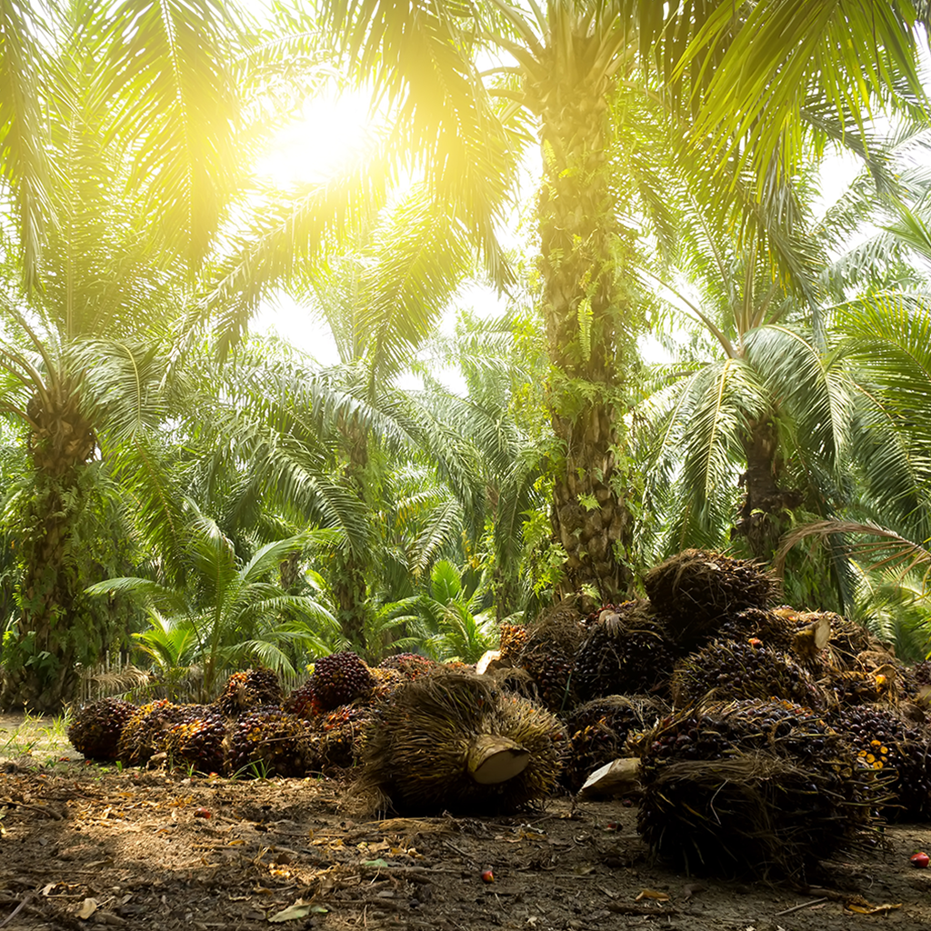 RBD Palm Oil ( 36 - 39 ) - Elburg Global