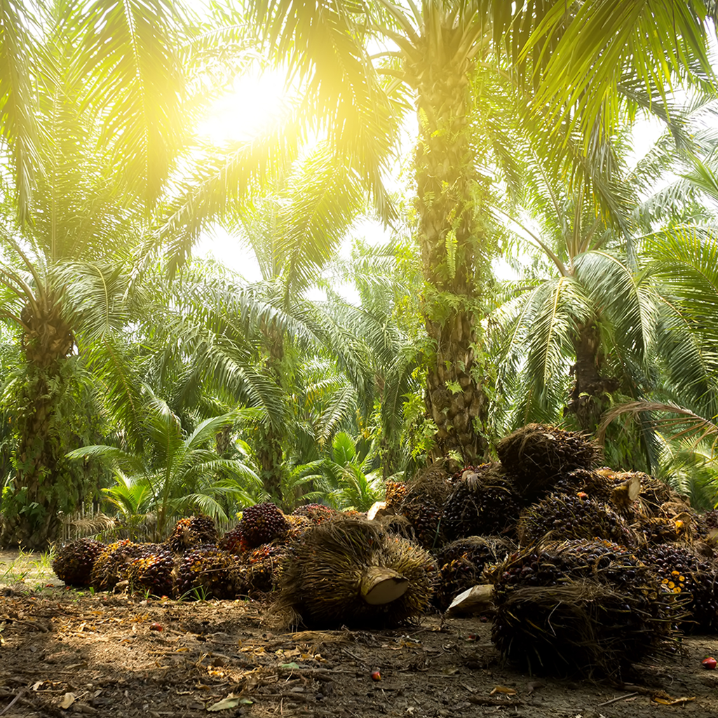 Palm Oil RBD (RSPO Sourced) - 38lb for only $73.95 at Aztec Candle & Soap  Making Supplies